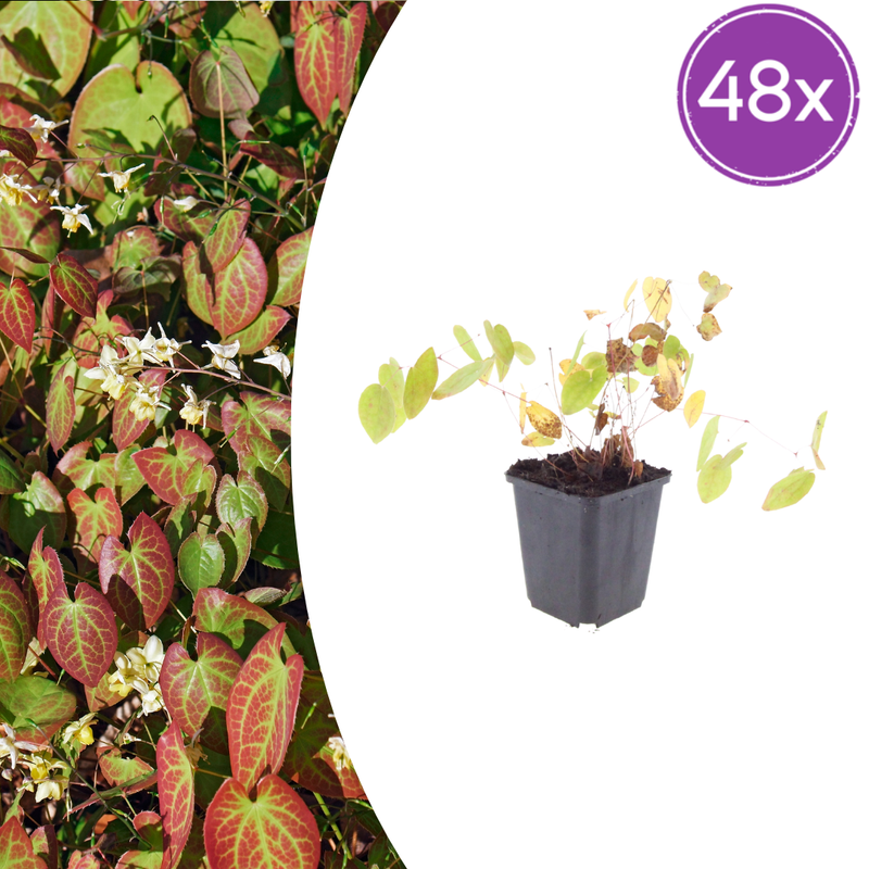 48x Epimedium y. 'Niveum' perennial, 10-25cm tall, Ø9cm pot