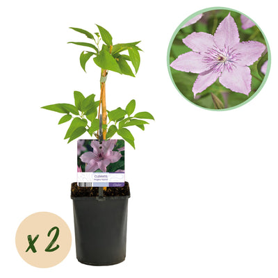 Clematis 'Hagley Hybrid' - Rosa Kletterpflanze, pflegeleicht, 2 Pflanzen