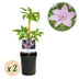 Clematis 'Hagley Hybrid' - Rosa Kletterpflanze, pflegeleicht, 2 Pflanzen Bild 2