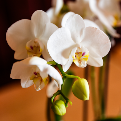 Kolibri Orchidee Amabilis Geschenkset - Weiße Orchidee & Übertopf