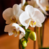 Kolibri Orchidee Amabilis Geschenkset - Weiße Orchidee & Übertopf Bild 2