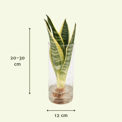 Sansevieria im Zylinderglas - Pflegeleichte Zimmerpflanze Ø12cm H30cm