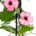 4x Thunbergia alata Rose Sensation, Ø13 cm, Höhe 60 cm Bild 3