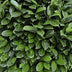 GreenboutiQ Prunus laurocerasus Novita Heckenpflanze, 8 Stück, grün Bild 6