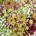 GreenboutiQ Sempervivum Big Sam: 8 winterharte Bodendecker (Topf 14cm) Bild 7