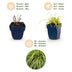 Green boutiQ - Grasses - Carex oshimensis Evergold - Japanese Sedge - Evergreen - Yellow-Green - 24 Plants - 11cm Pot - 15-25cm Height Bild 4