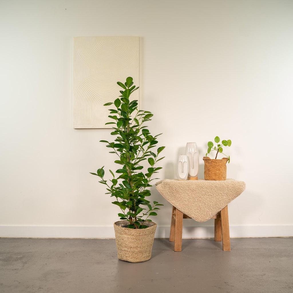 Ficus microcarpa Moclame - Ø21cm - ↕95cm + Korb Selin