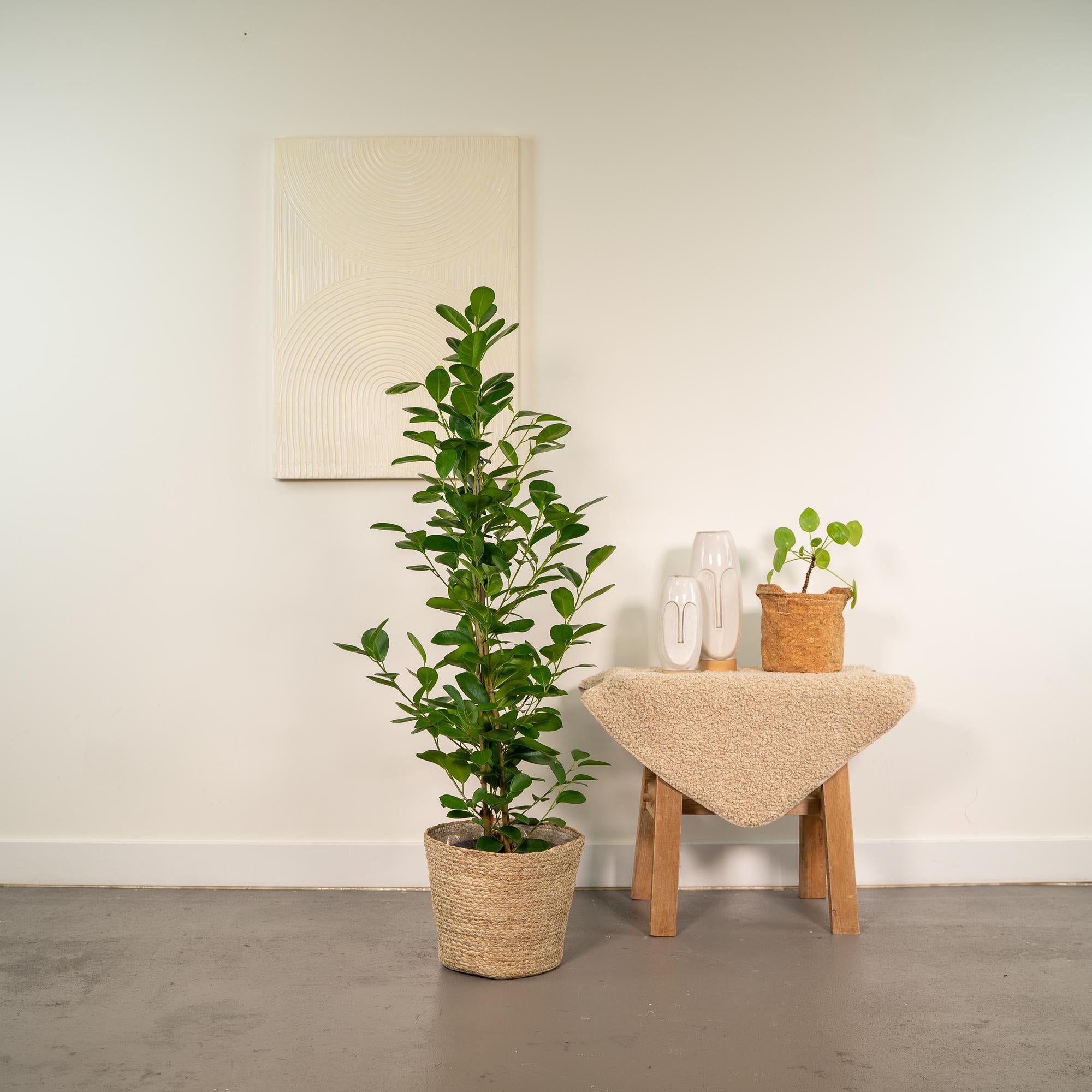 Ficus microcarpa Moclame - Ø21cm - ↕95cm + Korb Selin