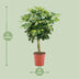 Schefflera Arboricola Gold Capella - Ø19cm - ↕75cm Bild 2