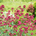 48x Red Valerian (Centranthus ruber 'Coccineus'), 10-25cm Bild 7