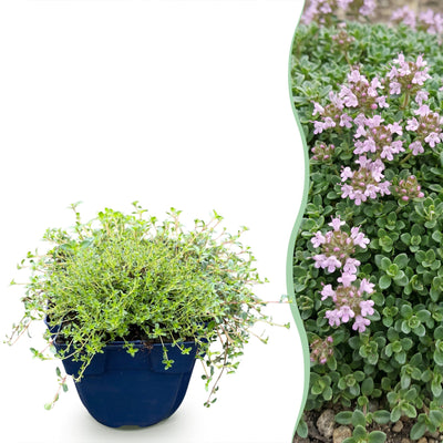 Green boutiQ - Stauden - Thymus praecox Minor - Kriechender Thymian - Duftend - Rosa - 6 Pflanzen - Topf 11cm - Höhe 15-25cm