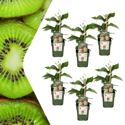 6 x Organic Kiwi Plants – Ø 13 cm – ↨ 20 cm
