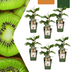 6 x Bio-Kiwipflanzen – Ø 13 cm – ↨ 20 cm Bild 1