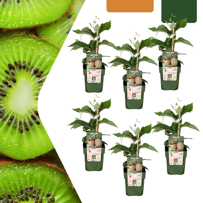 6 x Bio-Kiwipflanzen – Ø 13 cm – ↨ 20 cm
