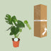 Monstera Deliciosa swiss cheese plant in a Ø17cm pot, ↕55cm Bild 4