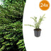 24x Lonicera pileata 'Purple Pearl' - ↕10-25cm - Ø9cm Bild 1