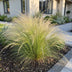 Stipa tenuissima 'Ponytails' - Ziergras für luftigen Garten, 10-25cm Bild 6