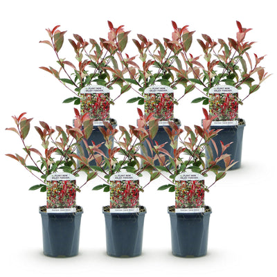 Photinia Fraseri Carre Rouge Heckenpflanze – 6er Pack, 1m