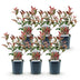 Photinia Fraseri Carre Rouge Heckenpflanze – 6er Pack, 1m Bild 2