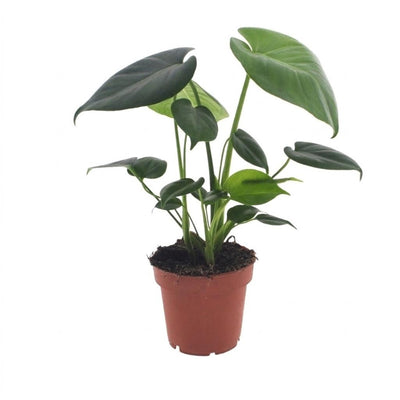 Green boutiQ - Monstera Deliciosa - Fensterblatt - 1 Plant - Pot 12cm - Hoogte - 30cm