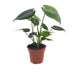 Green boutiQ - Monstera Deliciosa - Fensterblatt - 1 Plant - Pot 12cm - Hoogte - 30cm Bild 2