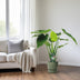 Alocasia Cucullata Elefantenohr 55cm Ø19cm Tropenpflanze für Ihr Zuhause Bild 3