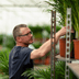 Areca-Palme Dypsis Lutenscens im 17cm Topf, 70cm hoch Bild 7