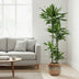 Dracaena Cintho 150 cm - Attraktive Zimmerpflanze mit buntem Blattrand Bild 3