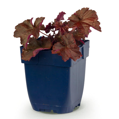 Green boutiQ - Perennials - Heuchera micr. Palace Purple - Coral Bells - Shade - Purple - 1 Plant - 11cm Pot - Height 15-25cm