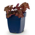 Green boutiQ - Perennials - Heuchera micr. Palace Purple - Coral Bells - Shade - Purple - 1 Plant - 11cm Pot - Height 15-25cm Bild 2
