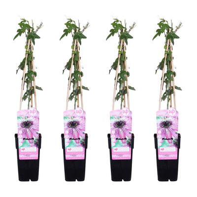 4x Passiflora 'Purple Haze' Kletterpflanze - 65cm - Ø15cm