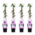 4x Passiflora 'Purple Haze' Kletterpflanze - 65cm - Ø15cm Bild 1