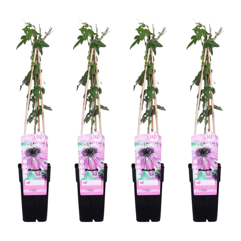 4x Passiflora 'Purple Haze' Kletterpflanze - 65cm - Ø15cm