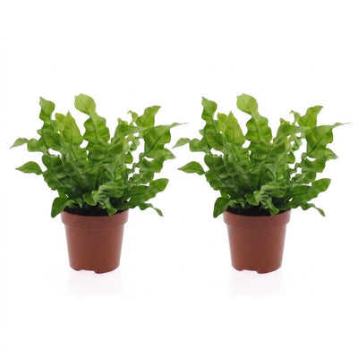 Green boutiQ - Asplenium Crispy Wave - Krauser Wellenfarn - 2 Pflanzen - Topf 12cm - Höhe - 30cm