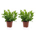 Green boutiQ - Asplenium Crispy Wave - Krauser Wellenfarn - 2 Pflanzen - Topf 12cm - Höhe - 30cm Bild 2