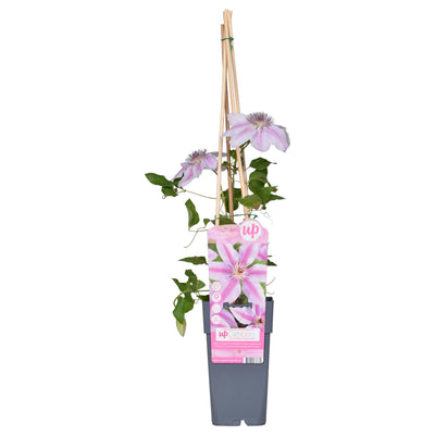 Clematis 'Nelly Moser' - Blühende Kletterpflanze für Ihren Garten (ca. 65cm)