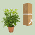 Schefflera Nora - Ø13cm - ↕35cm - Easy-care Umbrella Tree Bild 4