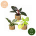 3x Baby Philodendron Tricolour - Weiß, Rosa, Gelb, Grün Bild 5