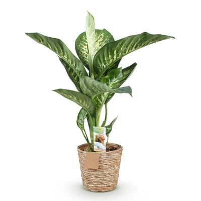 Dieffenbachia Tropic Snow – Pflegeleicht & Dekorativ – Topf 21cm