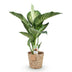 Dieffenbachia Tropic Snow – Pflegeleicht & Dekorativ – Topf 21cm Bild 2