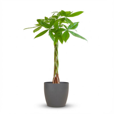 Pachira Aquatica (Geldbaum) im grauen Topf - 80 cm