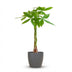 Pachira Aquatica (Geldbaum) im grauen Topf - 80 cm Bild 1