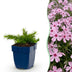 Green boutiQ - Stauden - Phlox Rosette - Flammenblume - Bodendecker - Rosa - 1 Pflanze - Topf 11cm - Höhe 15-25cm Bild 12