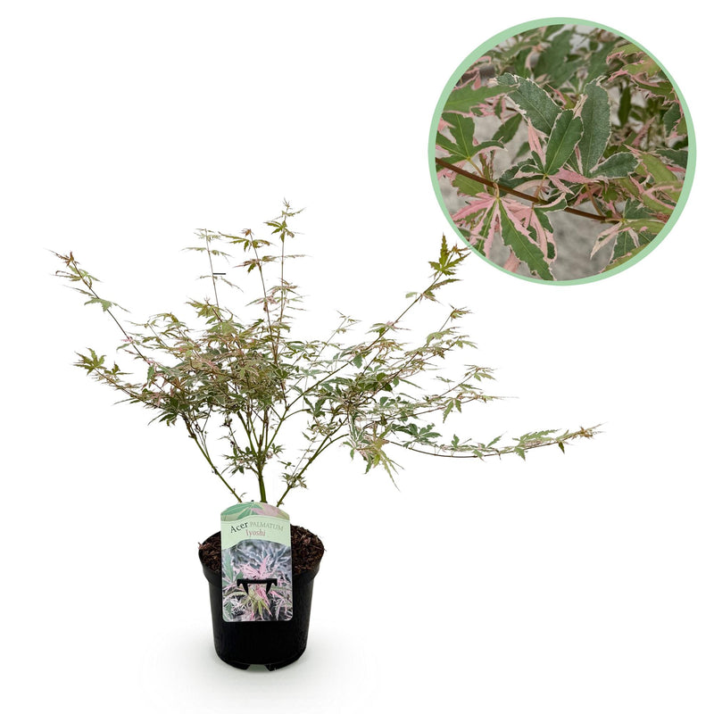 GreenboutiQ Japanischer Ahorn 'Iyoshi' – Rosa Laub, 70cm