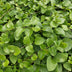 Vinca major 'Alba' im 6er-Pack: Immergrün mit weißen Blüten, 10-25cm Bild 5