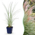 Green boutiQ - Gräser - Miscanthus sin. Morning Light - Pampasgras - Mit Feder - Silber - 24 Pflanzen - Topf 11cm - Höhe 15-25cm Bild 1