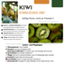 3 x Bio-Kiwipflanzen – Ø 13 cm – ↨ 20 cm Bild 7