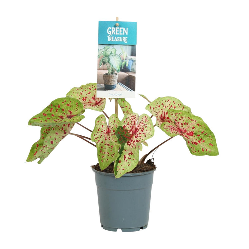 Caladium Miss Muffet Topfpflanze, Ø12cm, ↕25cm