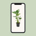 Monstera Deliciosa - Schweizer Käse Pflanze - Ø17cm - ↕60cm Bild 5