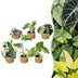 Baby Variegata Mix: 6 seltene Zimmerpflanzen (Ø6cm) Bild 1